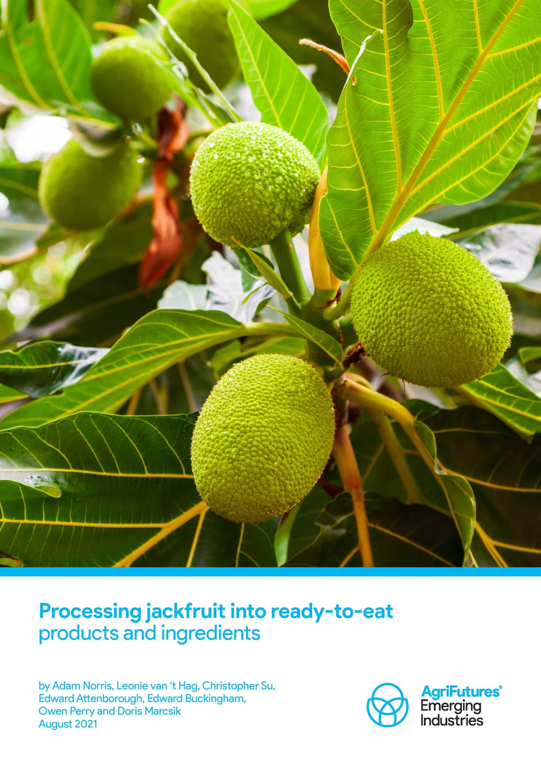 Processing jackfruit into ready-to-eat products and ingredients - image