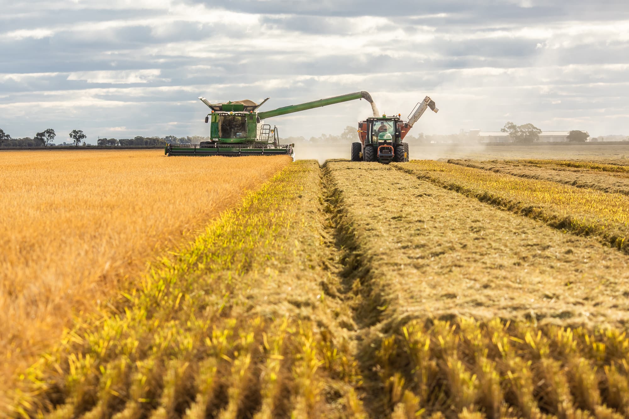 New 'roadmap' to accelerate research, development and extension outcomes for the Australian rice industry | AgriFutures Australia