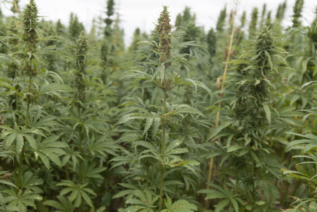 Hemp RD&E Plan