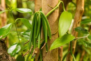 Cluster of green vanilla beans on a vine in a rural setting—showcasing sustainable cultivation as detailed in the "Vanilla production in Australia: Feasibility report.