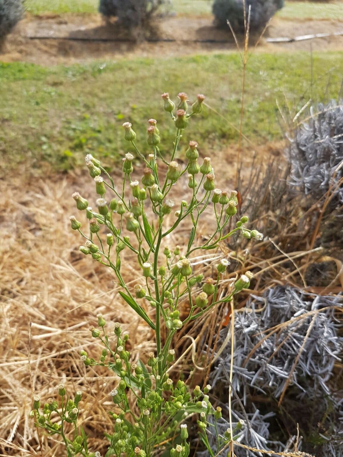 New fungus to help landholders fight fast spreading weed AgriFutures