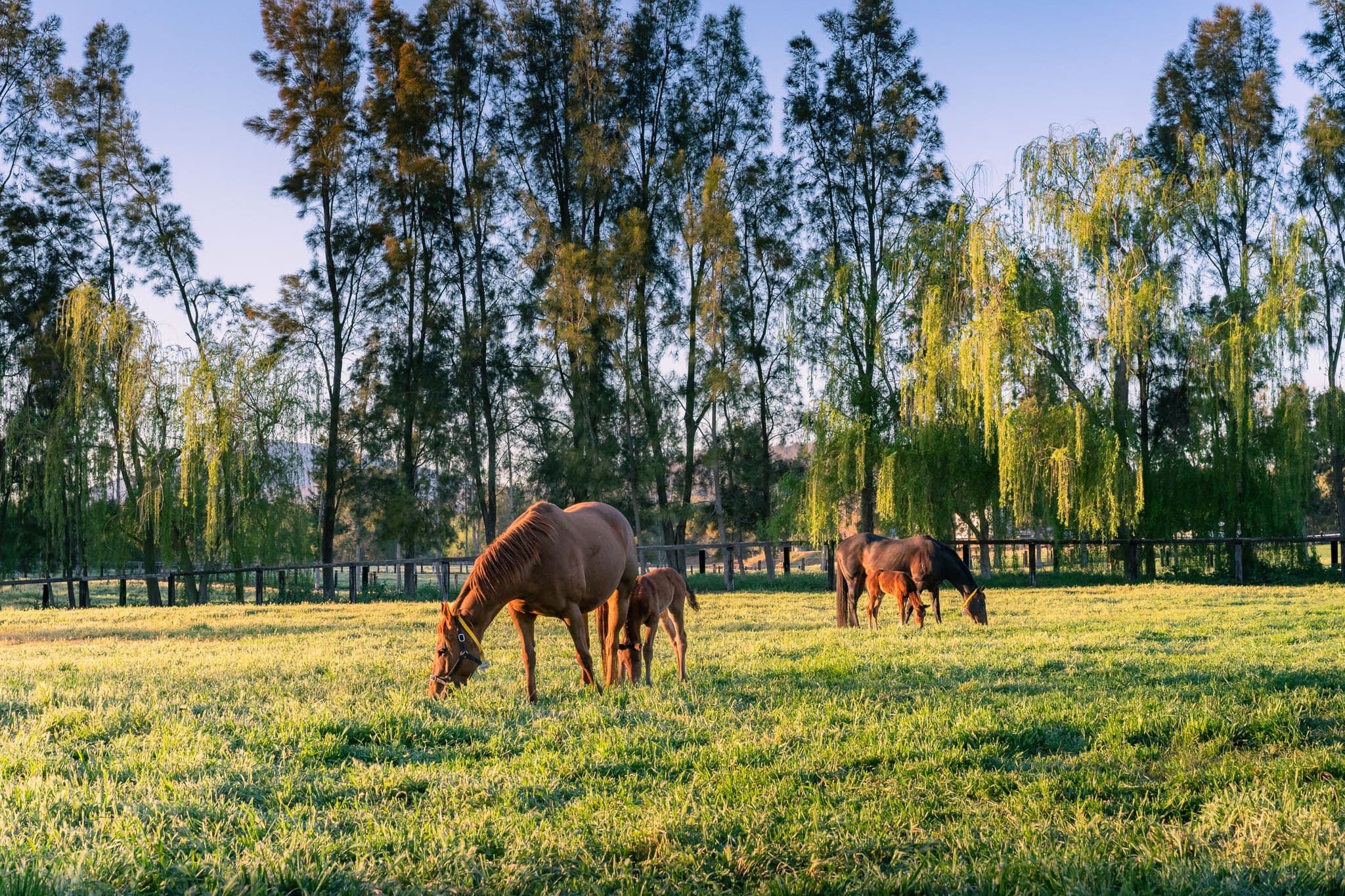 Open for consultation: AgriFutures Thoroughbred Horse RD&E Plan (2022-2027)