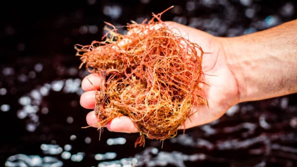 New Estimates For Commercial Production Of Methane-reducing Seaweed For ...