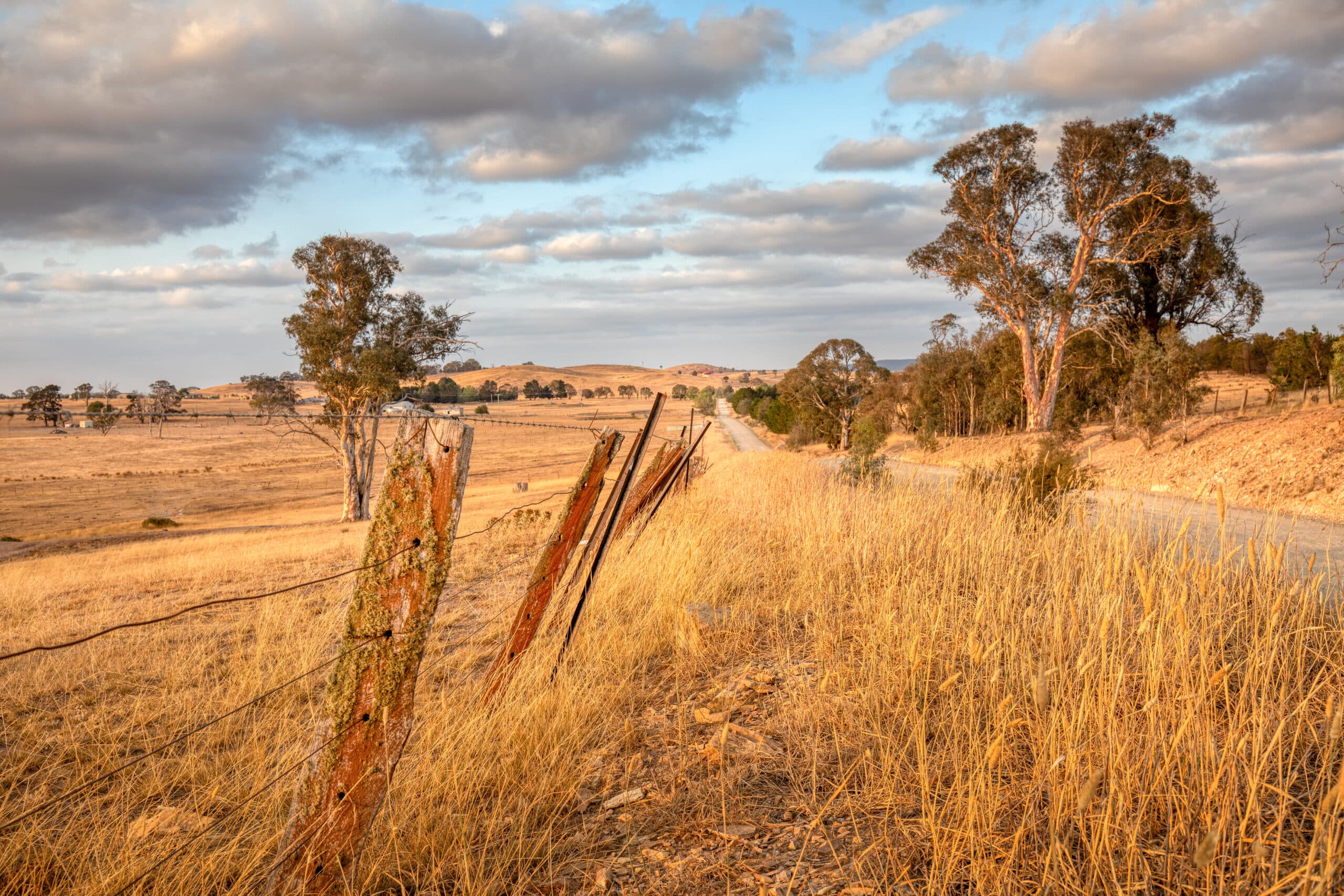 Sheep paddock in rural Australia