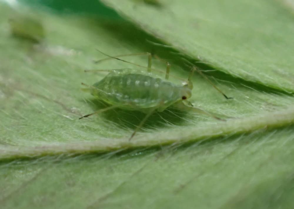 Bluegreen Aphid samples wanted to tackle resistance