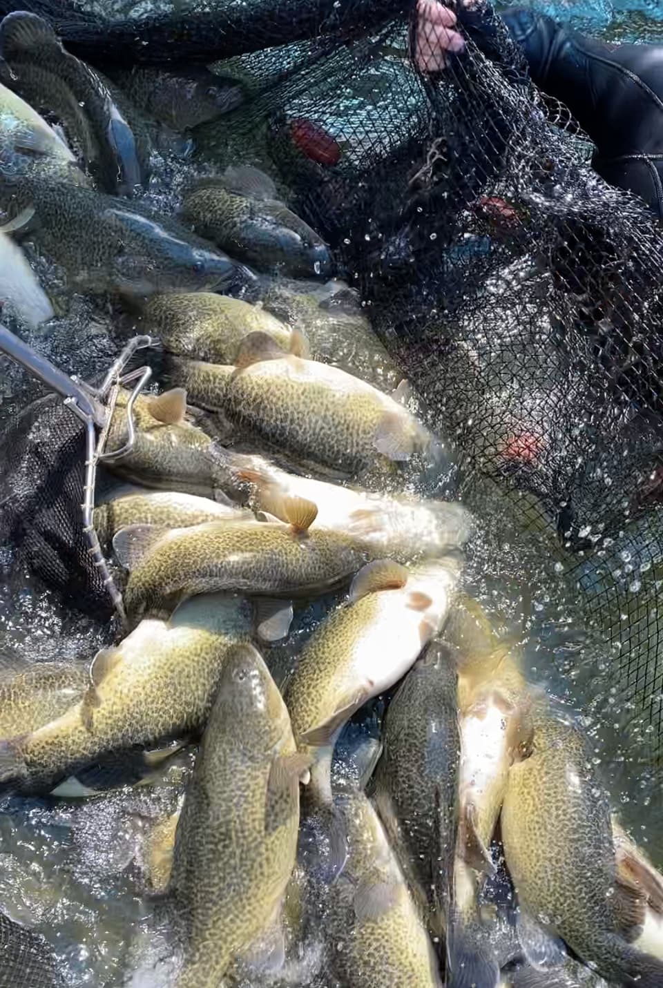 Murray cod: are you aware this is Australia's largest, native freshwater  fish?