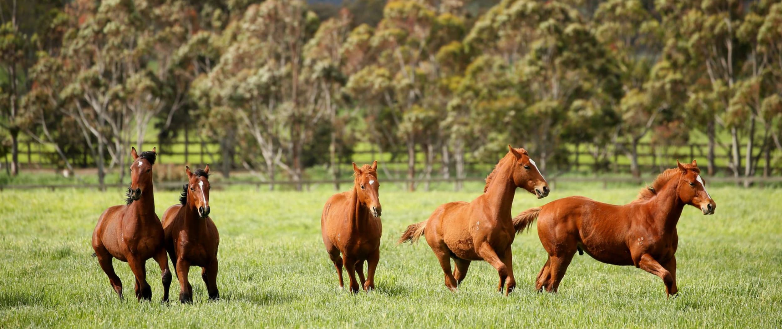Five thoroughbred horses galloping in a field.