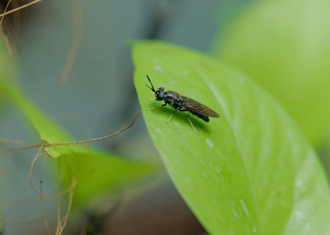 black soldier fly on a leaf