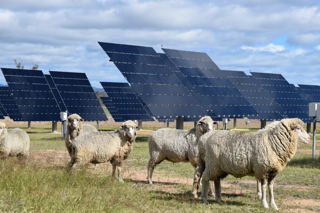 Sheep graze on grass near solar panel arrays in rural Australia, showing how agriculture and renewable energy can work together.