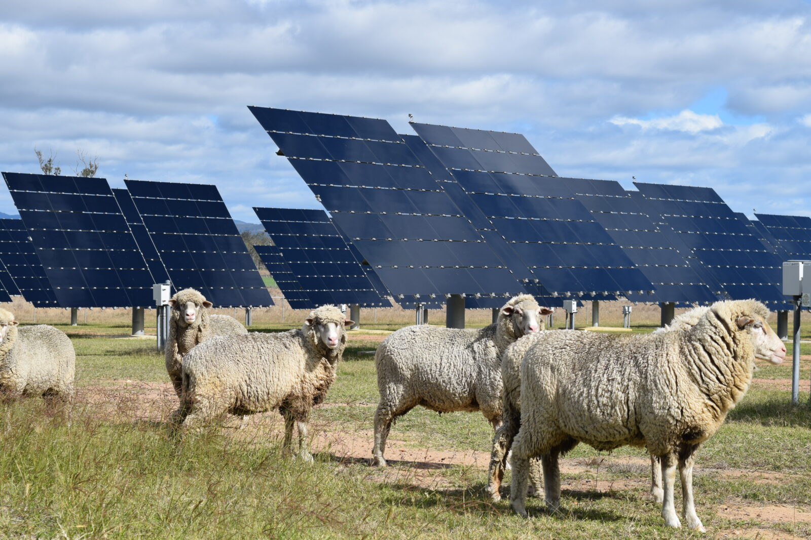 Sheep graze on grass near solar panel arrays in rural Australia, showing how agriculture and renewable energy can work together.