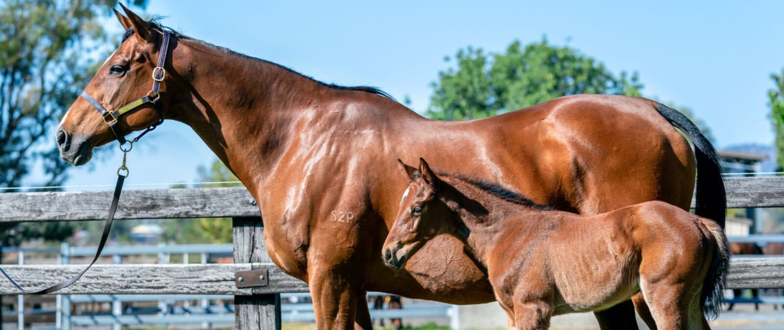 Mare and foal