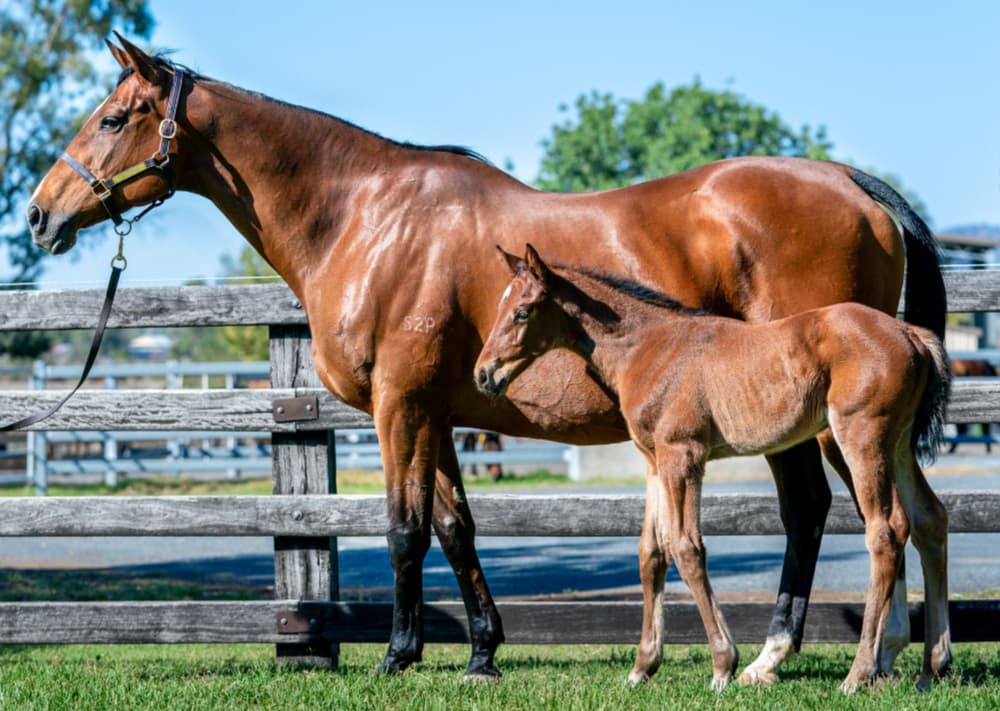 New stable of projects set to improve horse health and build