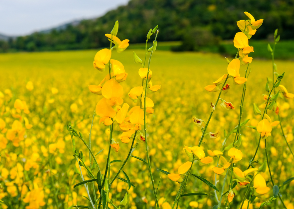 Flowers in field