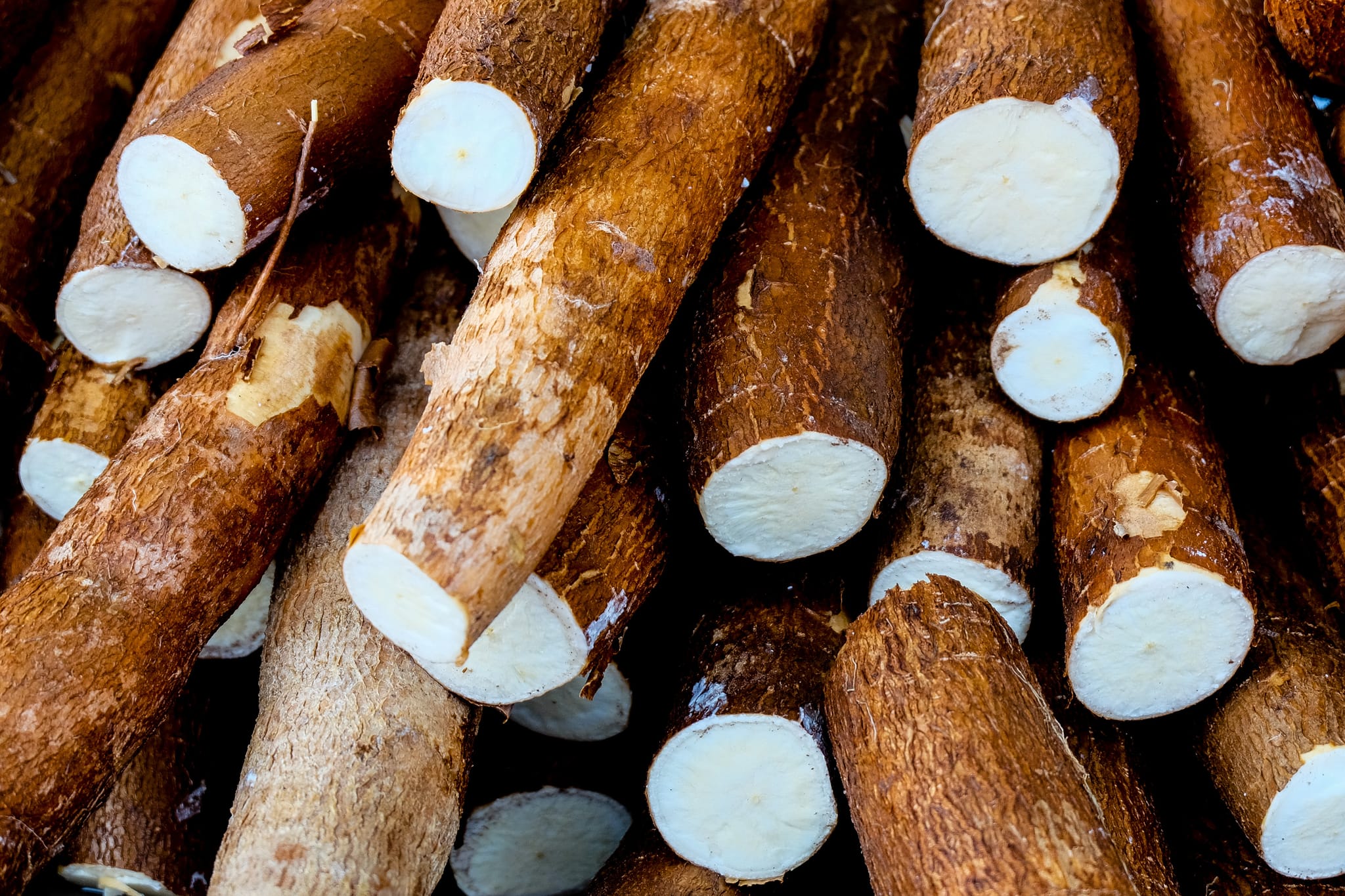 A restart for cassava in Australia? AgriFutures Australia