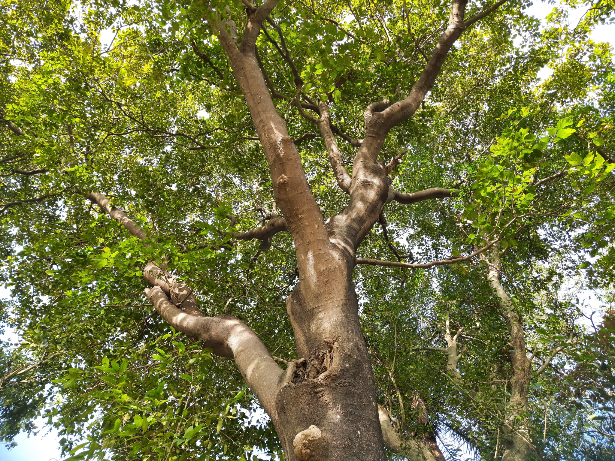 A technical and economic appraisal of Pongamia pinnata in northern ...