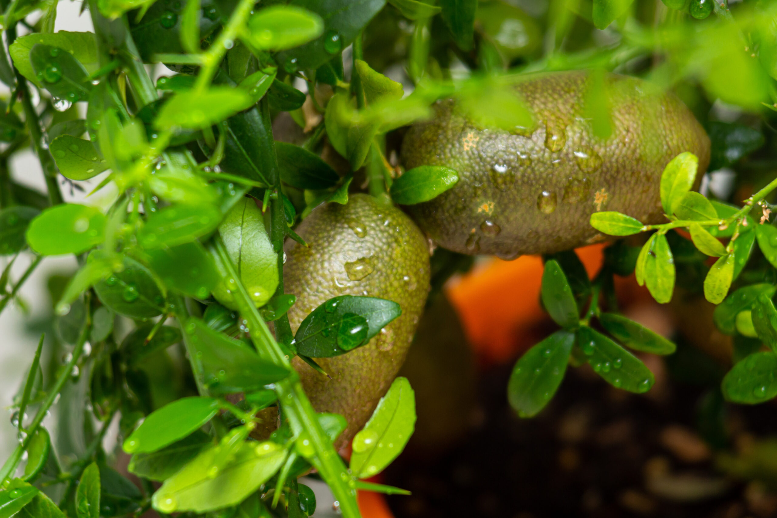 Growing the native ag+food sector | AgriFutures Australia
