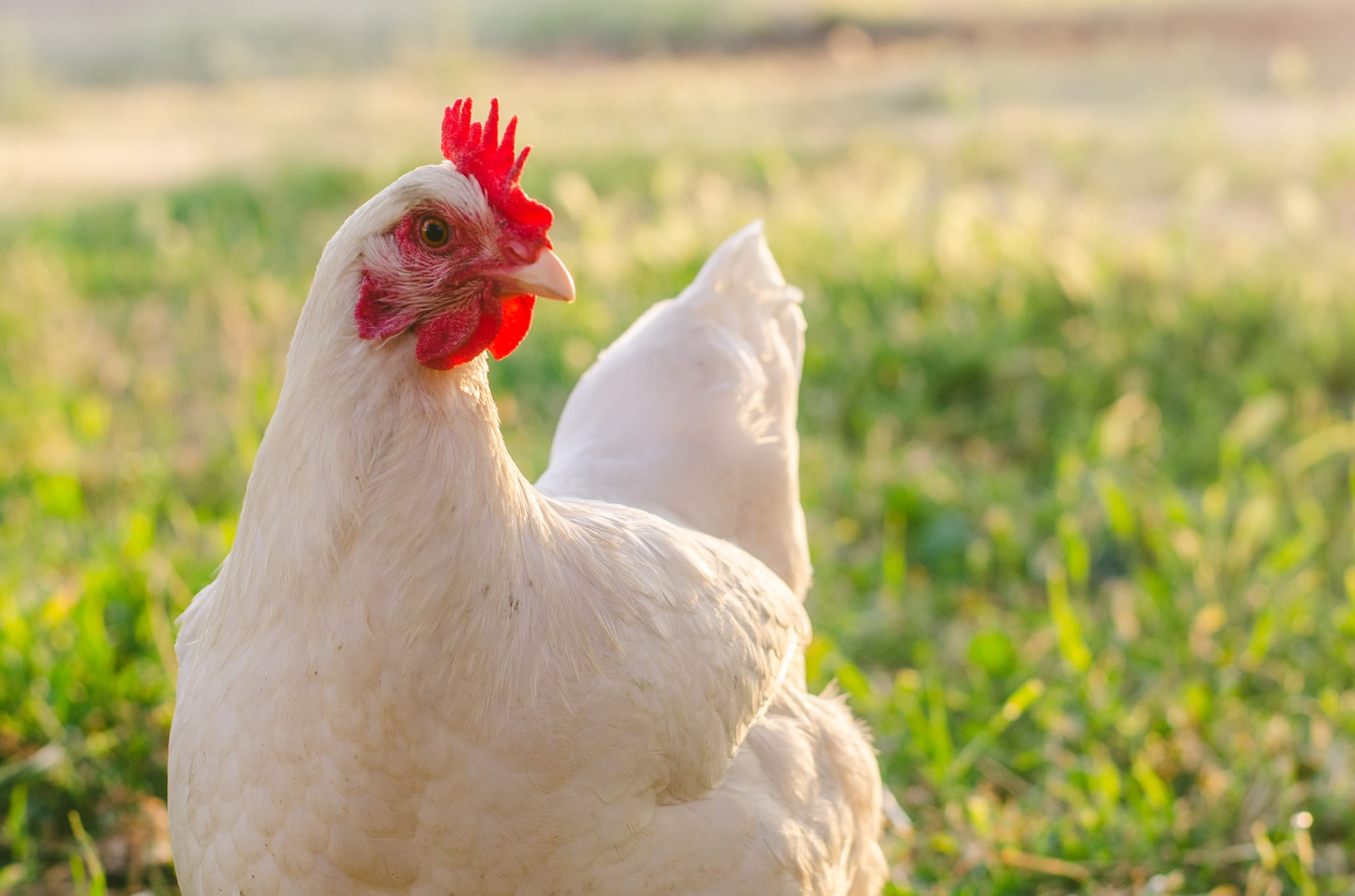 Optimising ranging behaviour by freerange meat chickens AgriFutures