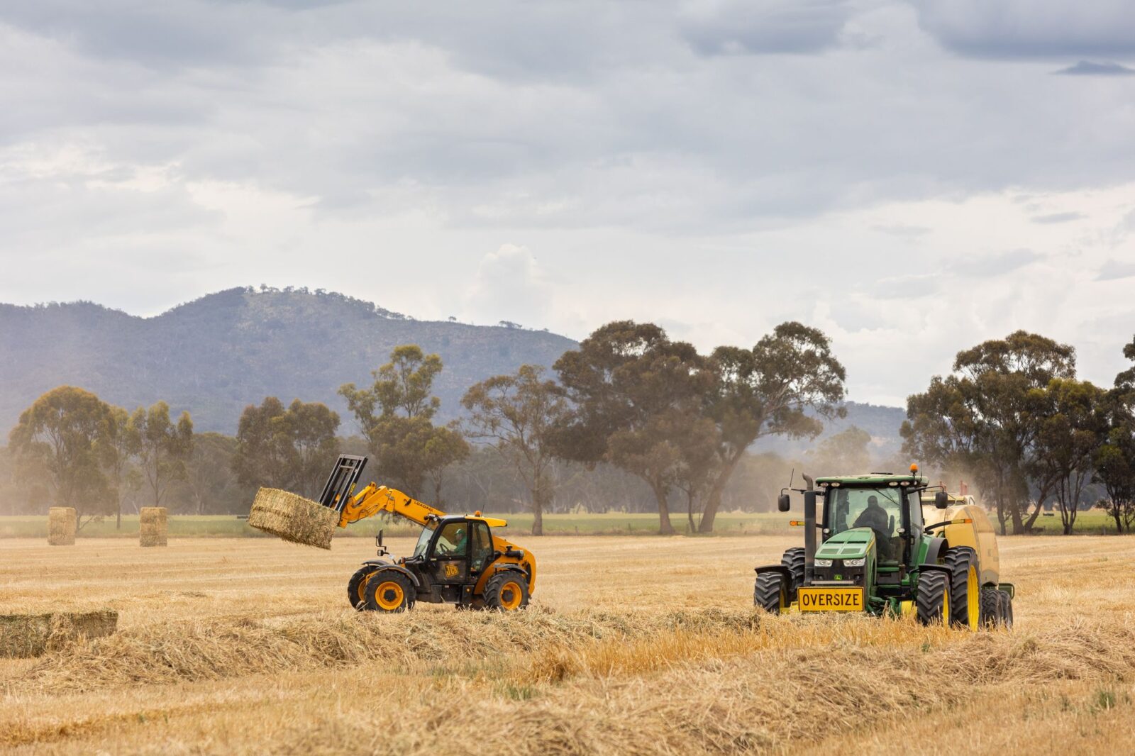 Oats: hay quality for export and domestic markets