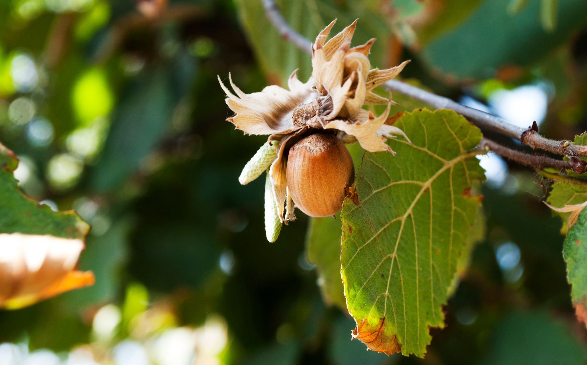 Pathway to profit mapped out for emerging hazelnut industry