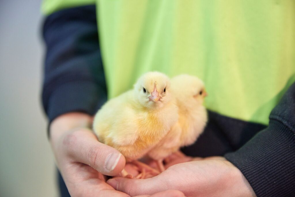 Chickens being held by human hands.