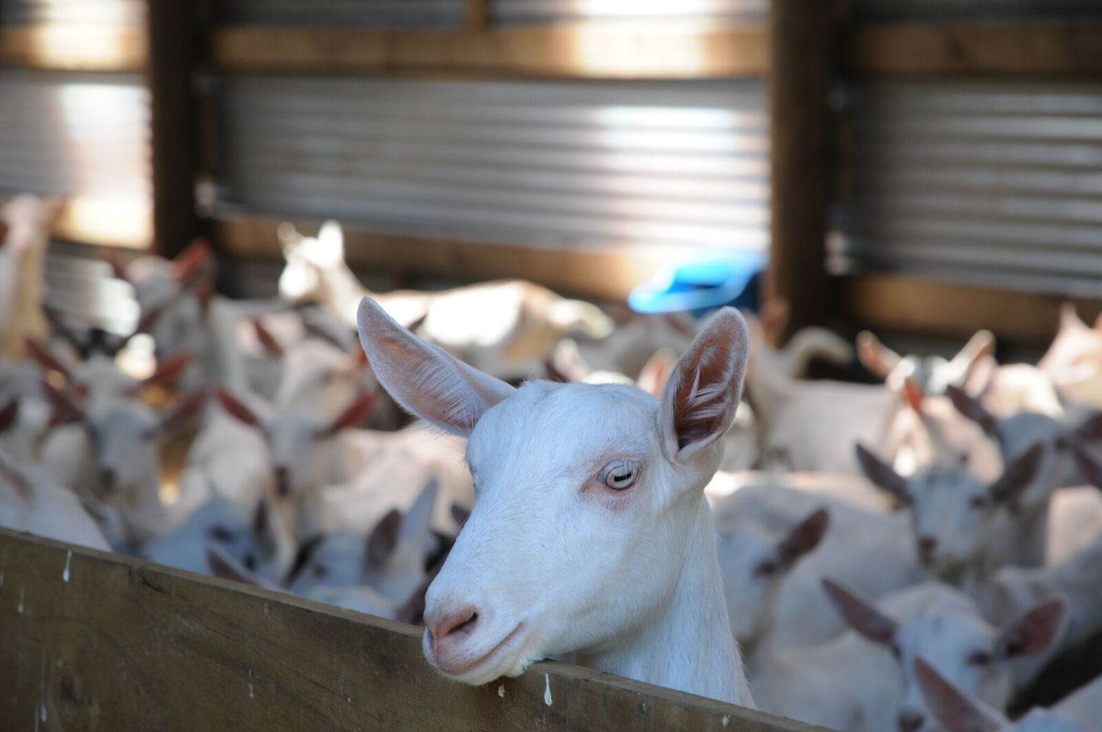 Fact sheet Q Fever Impacts in dairy goat herds AgriFutures Australia
