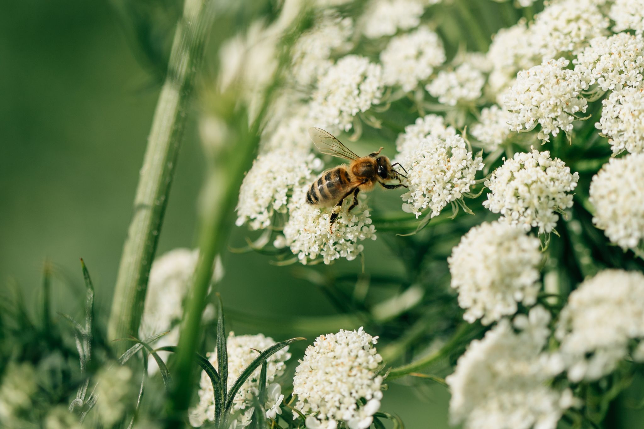 Value of honey bee pollination to the Australian economy | AgriFutures ...