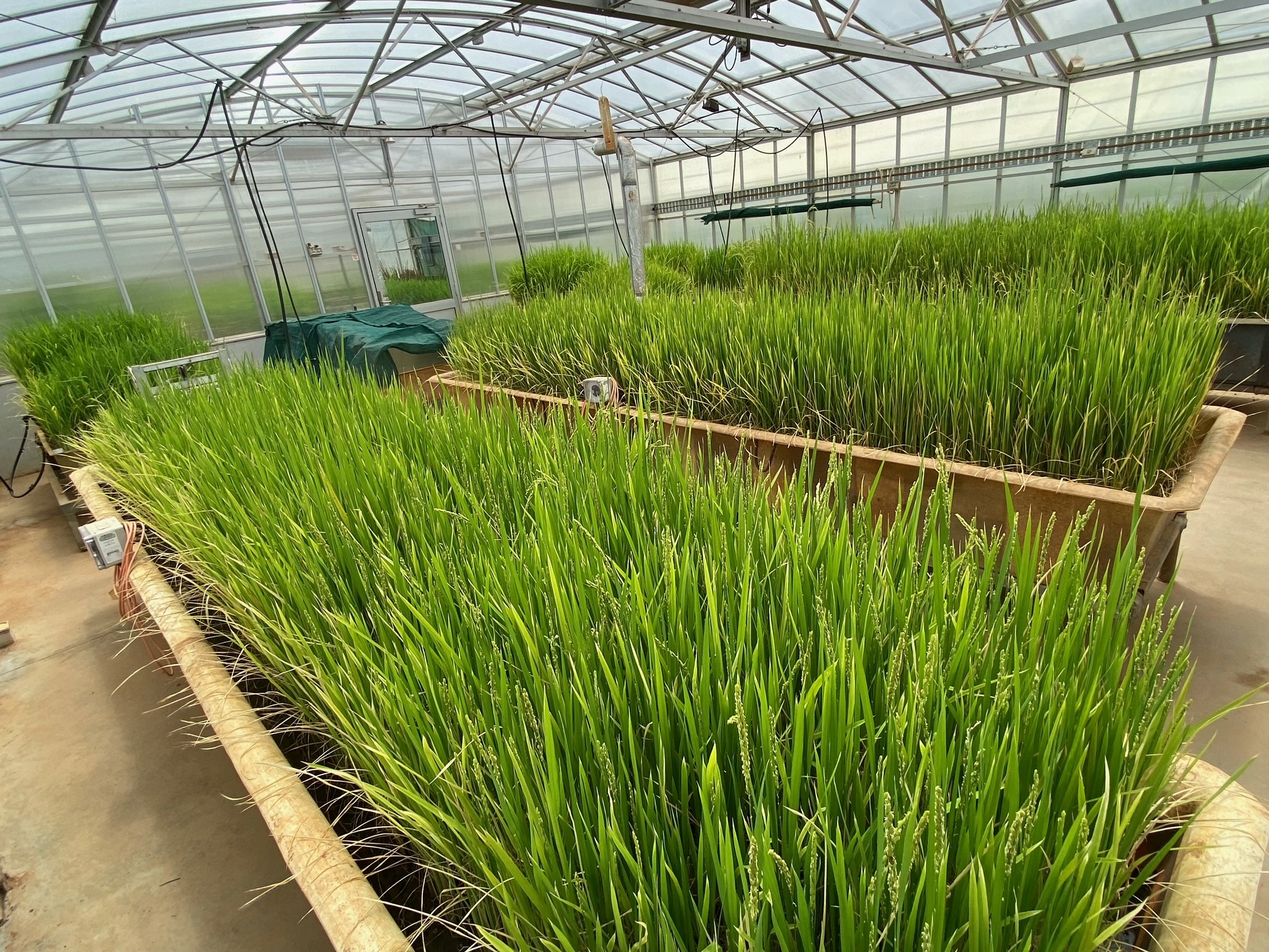 Rice | AgriFutures Australia