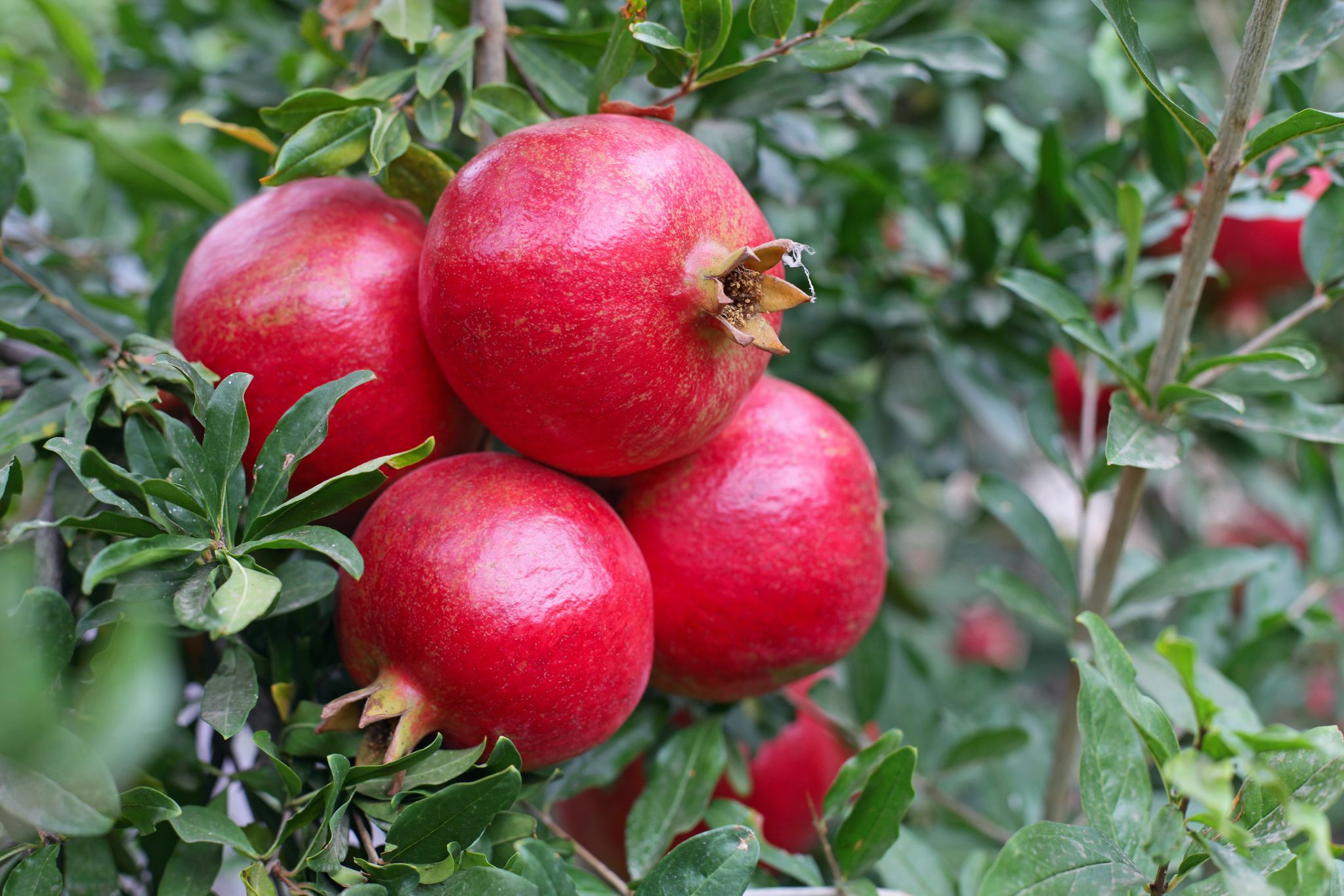 Guiding pomegranate production for a fruitful and flavourful tomorrow ...