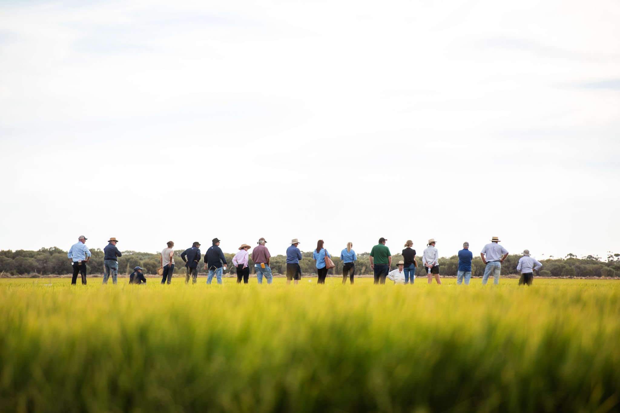 AgriFutures Rice Program: RiceX annual rice industry field day
