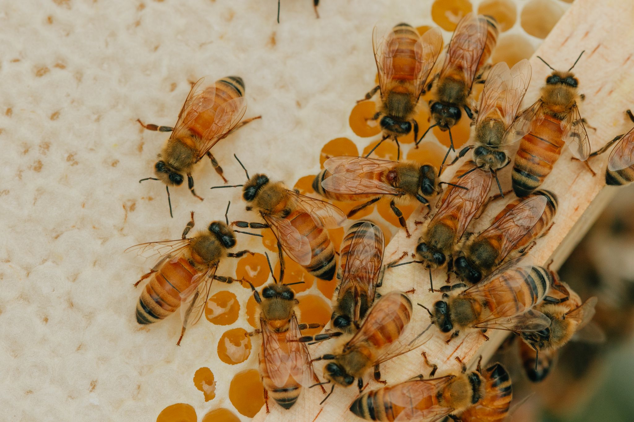 Honey Bee And Pollination Future Leaders Bursary Agrifutures Australia