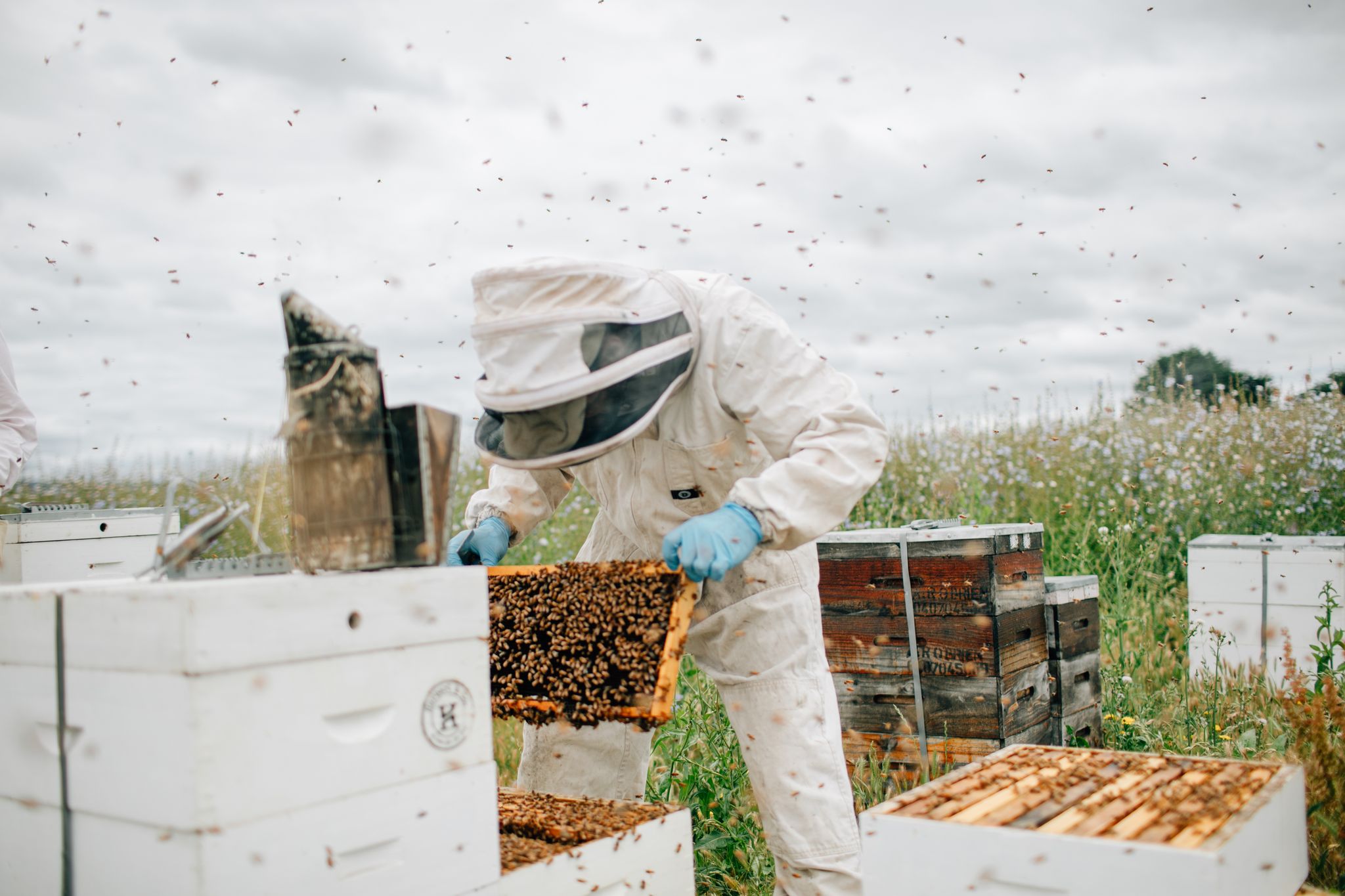 AgriFutures Honey Bee & Pollination Program 2024 RD&E Snapshot ...