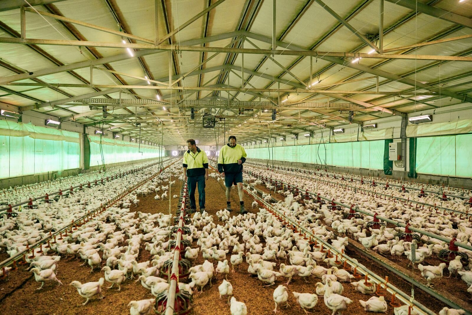 Two men and chickens Hazeldenes