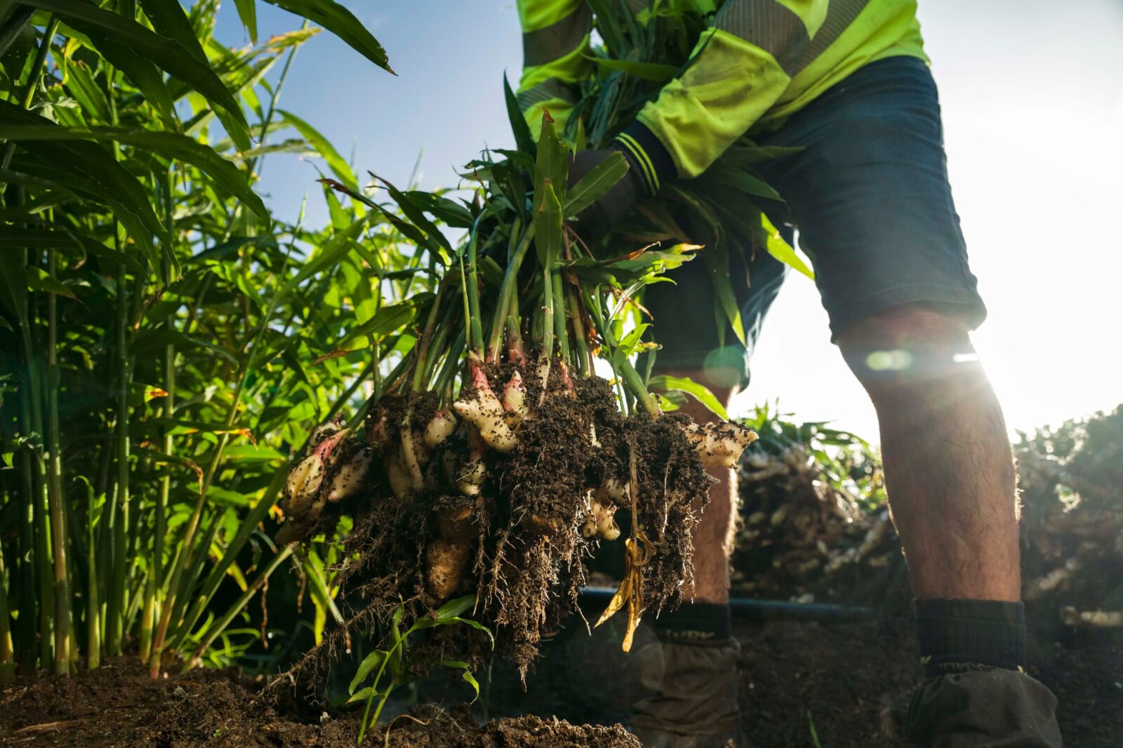 Ginger being pulled out of ground