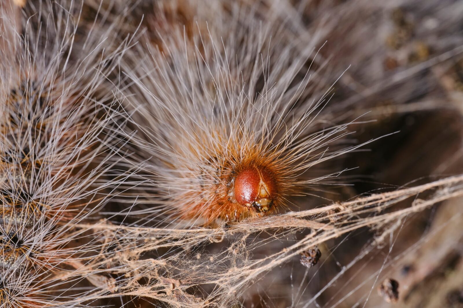 caterpillar close up