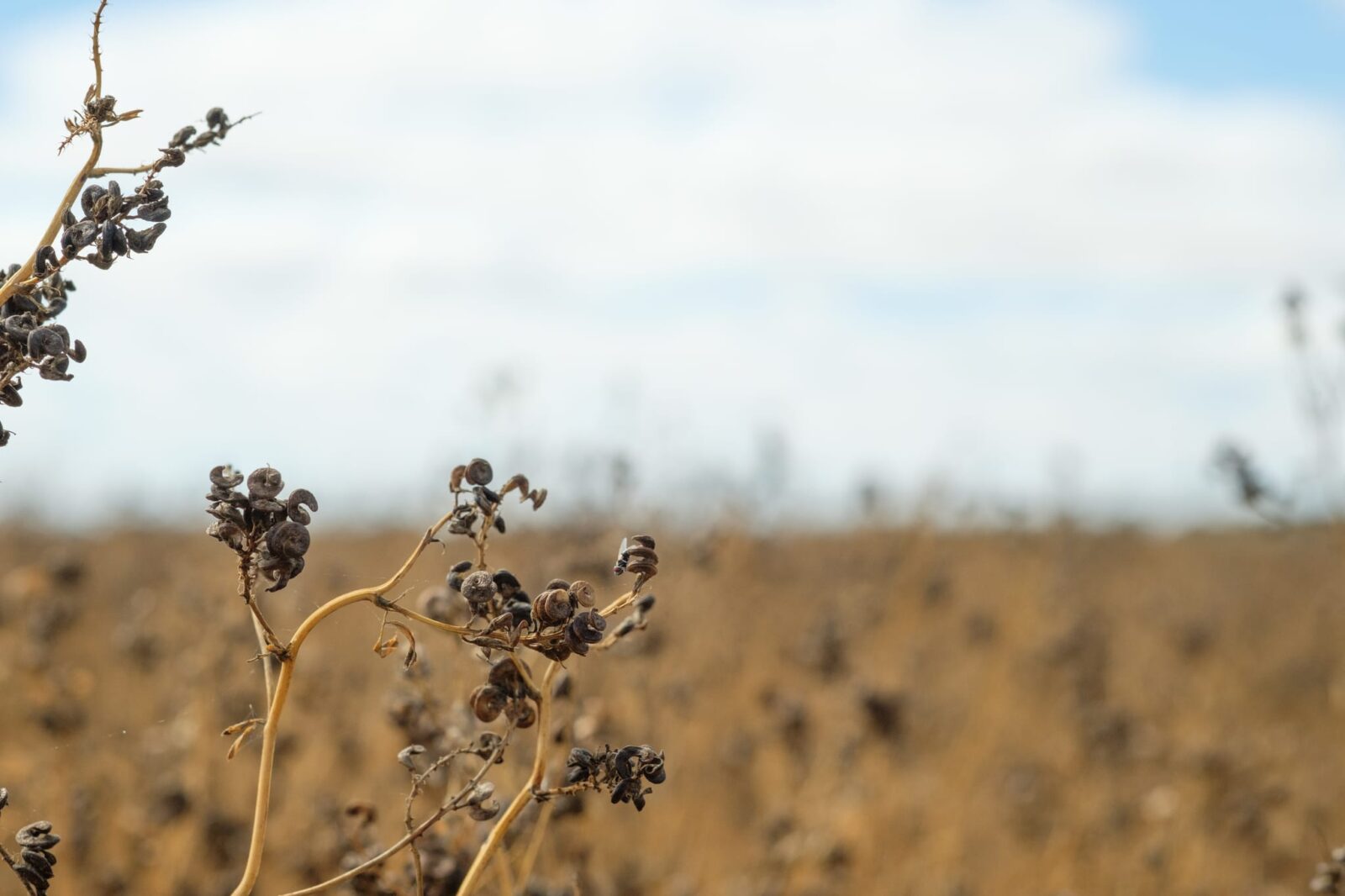 Harvesting lucerne seed