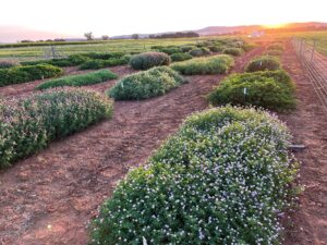Rows of green and flowering bushes for Clover4Bees: Pilot study grow in reddish soil at an Australian farm, with wire fencing on the right and a sunset over flat fields and hills in the background.
