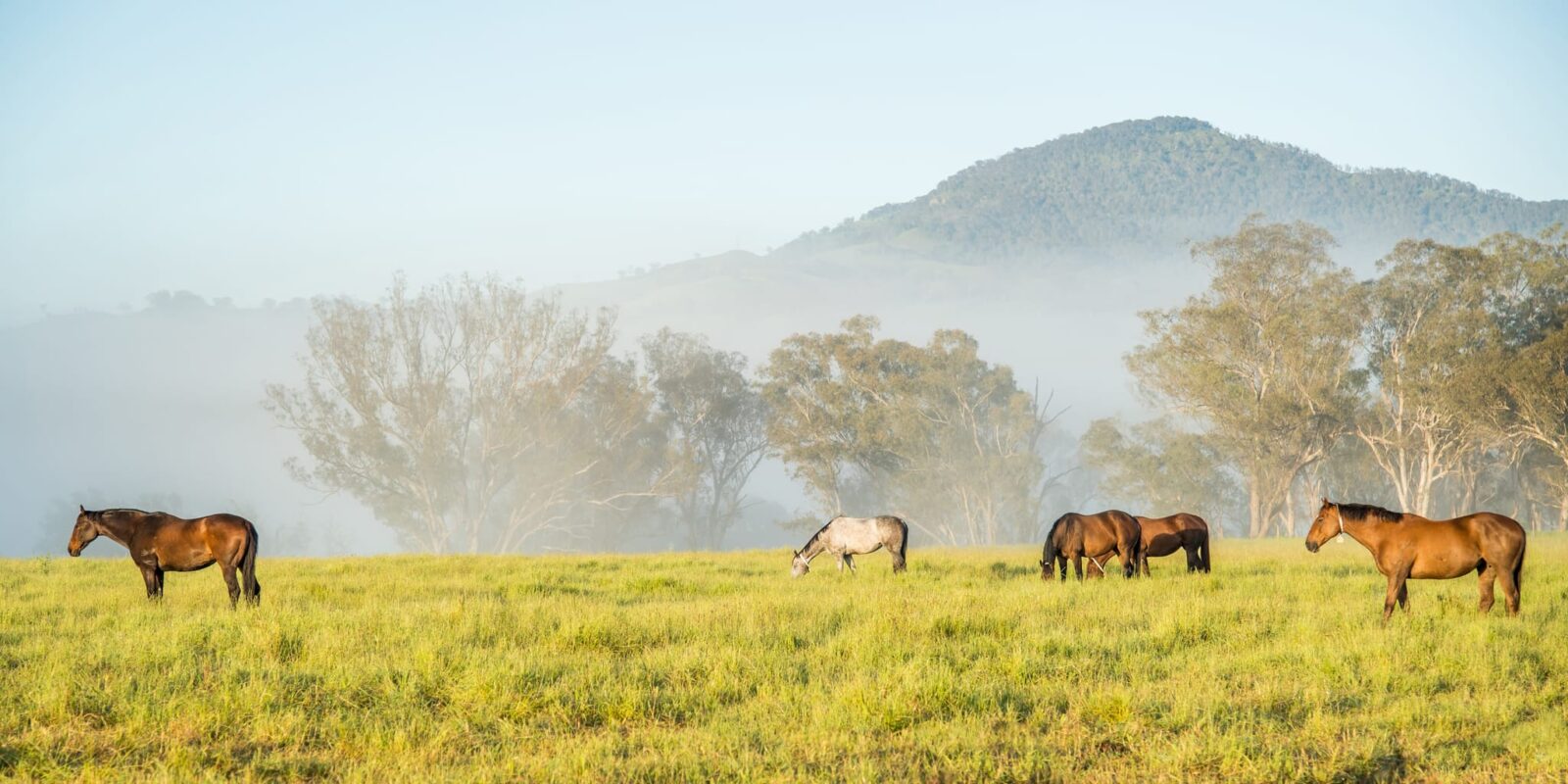 General, Mares, thoroughbred horses