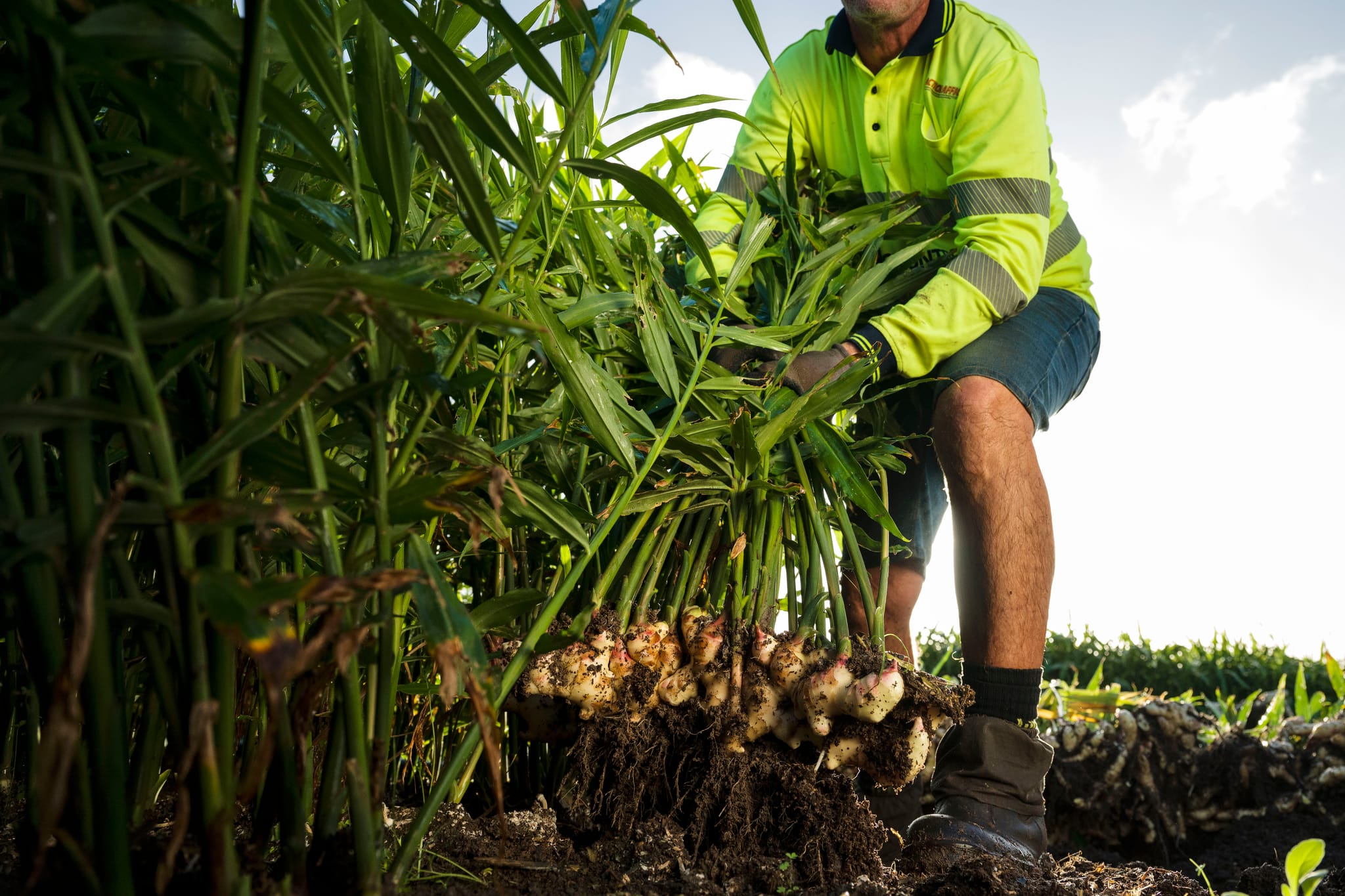 POSTPONED: 2025 Ginger Research Update