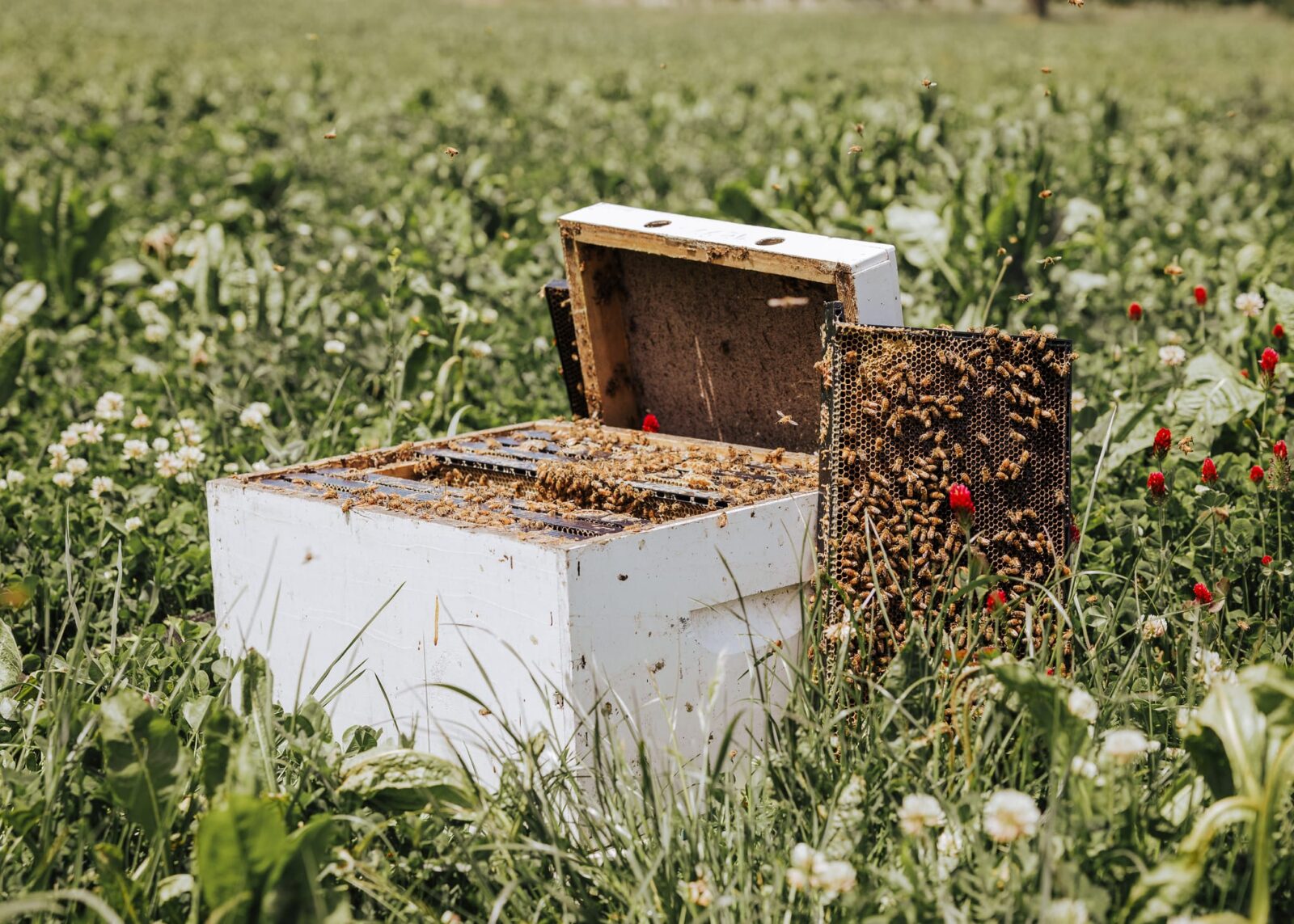 Honey bee hives