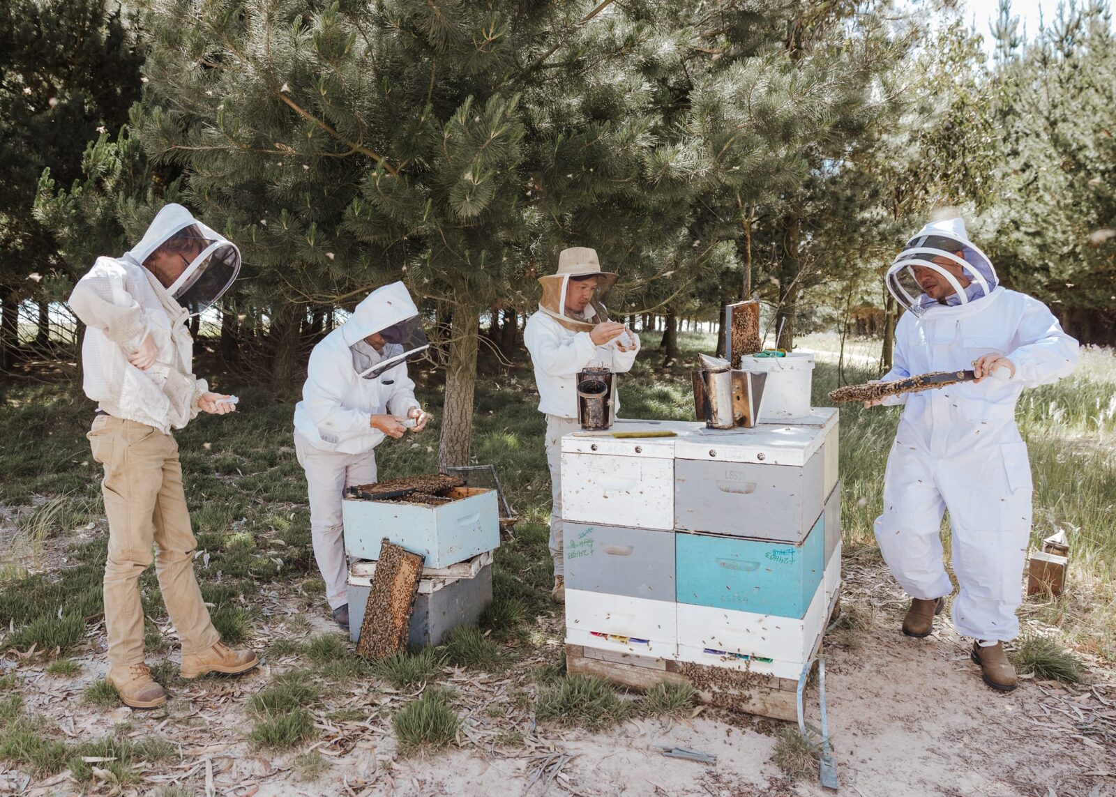 Beekeepers COLOSS survey