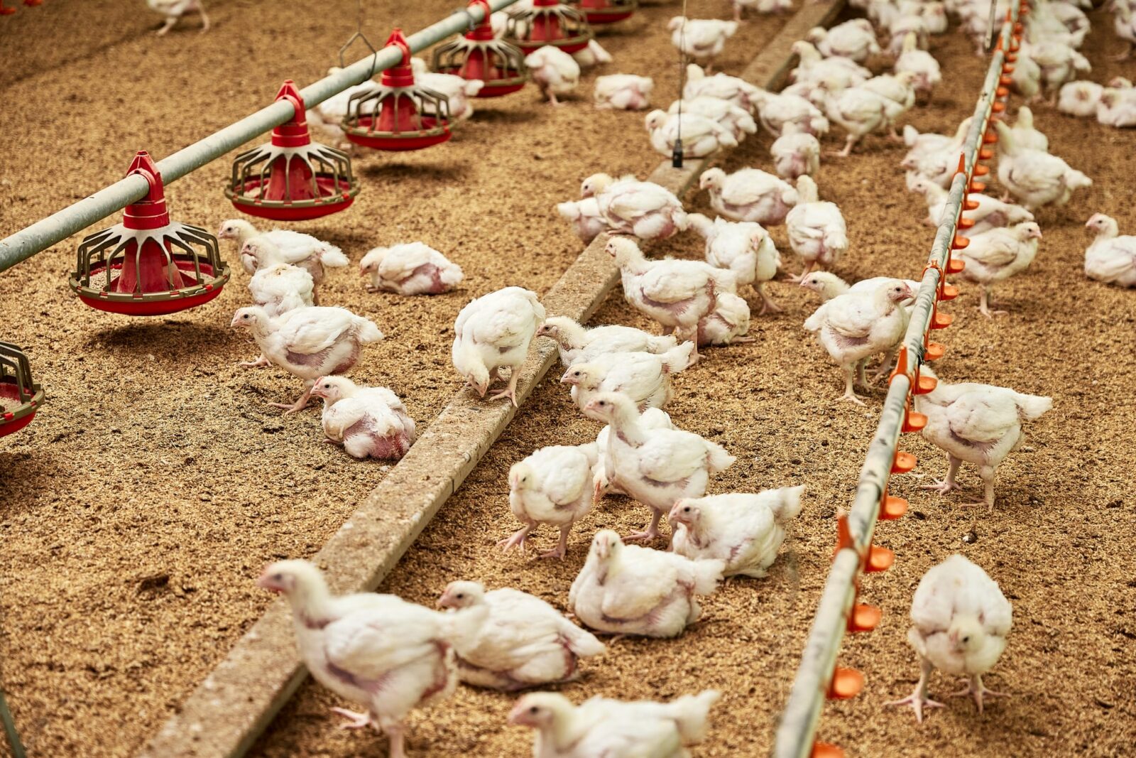 Chicken Meat 2025 Open Call