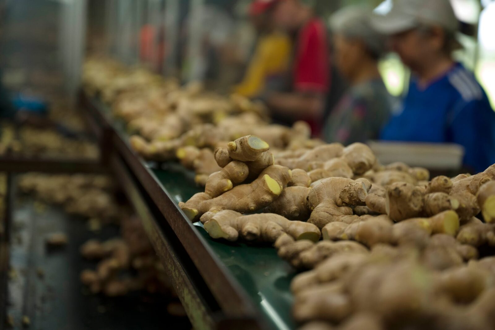 Ginger Hort sponsorship
