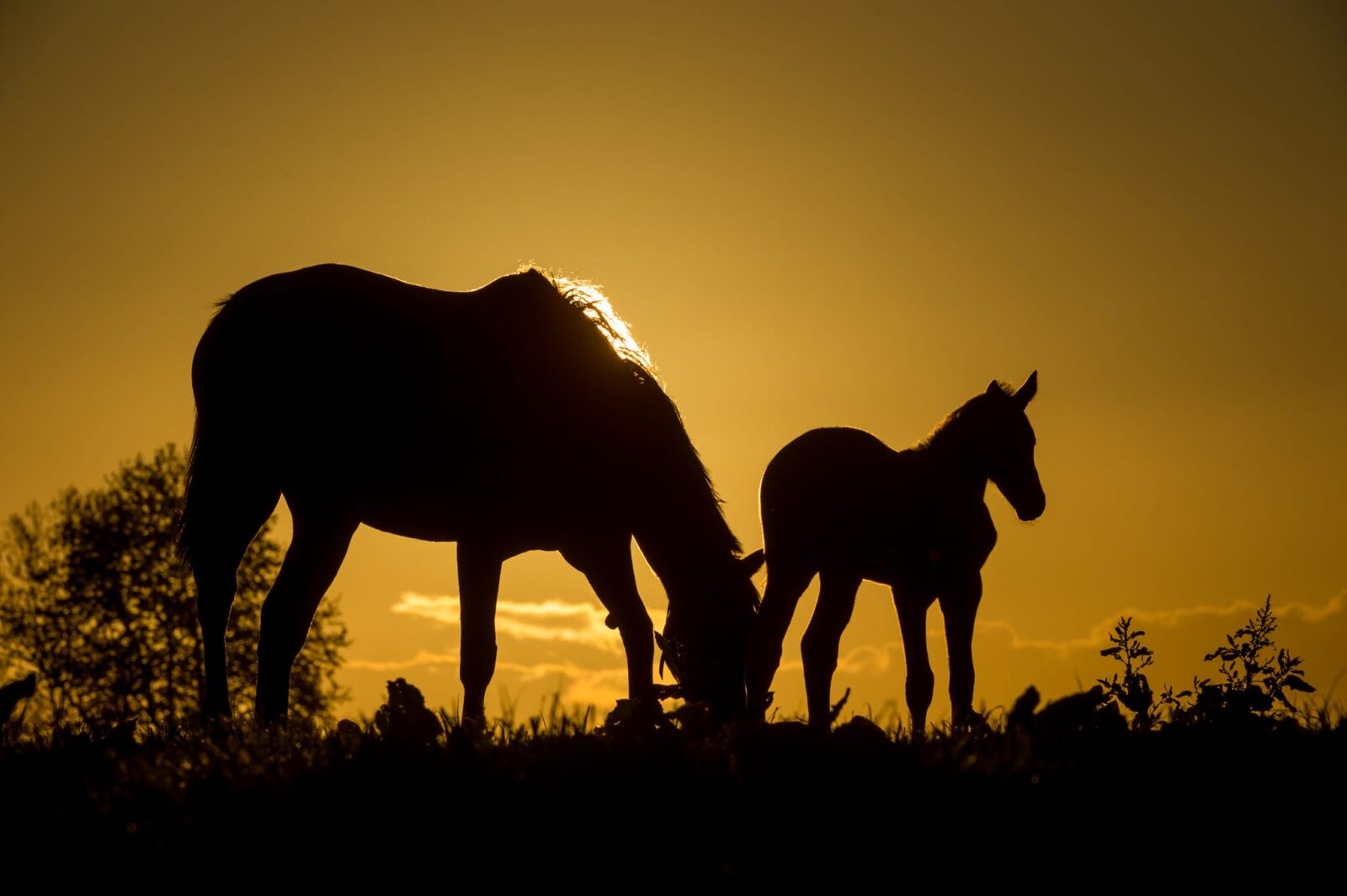 Mare_and_Foal_Sharon_Lee_Chapman_D4S_7411-web