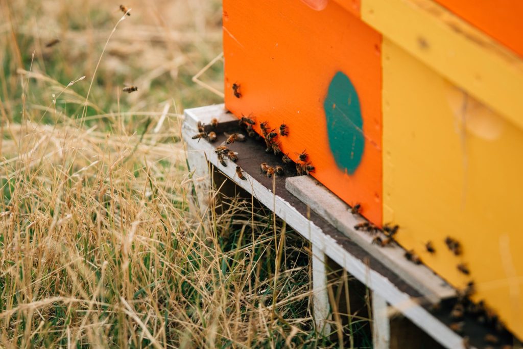 5 Bees program tests the potential of hive monitoring technologies