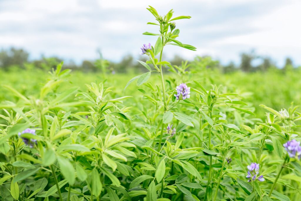 A close-up view of a paddock of lucerne. The plants have slender stems and elongated leaves, some with clusters of small purple flowers blooming at the top.