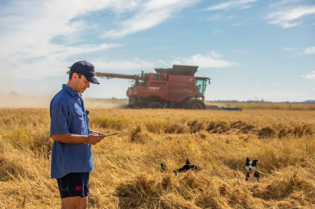 A farmer stands in a rural field in Australia using a tablet, with a red combine harvester working in the background and two dogs lying in the grass nearby under a clear sky.