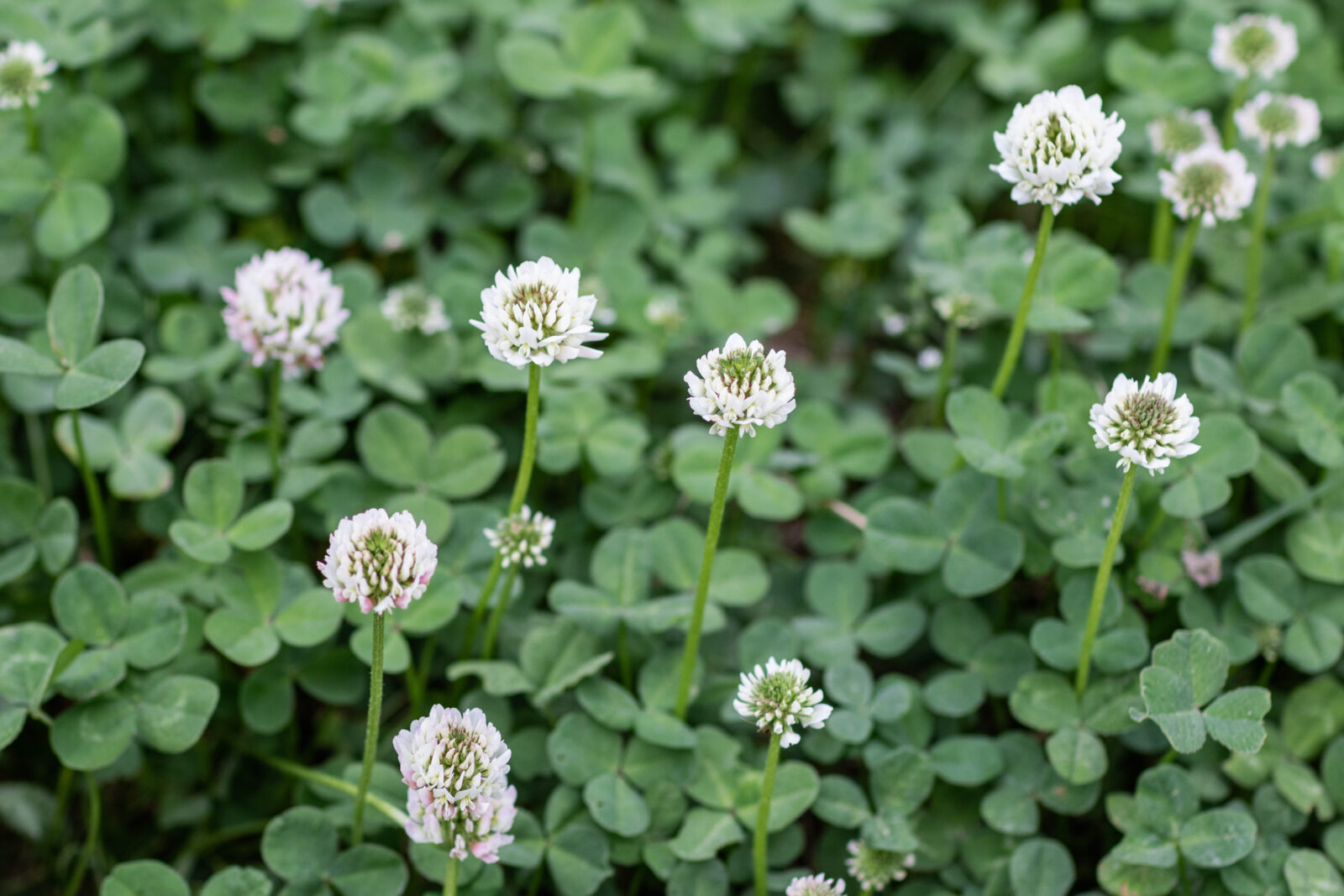 Close-up of white clover flowers (Trifolium repens) with green trifoliate leaves in the background. The small, round flower clusters sit atop slender stems