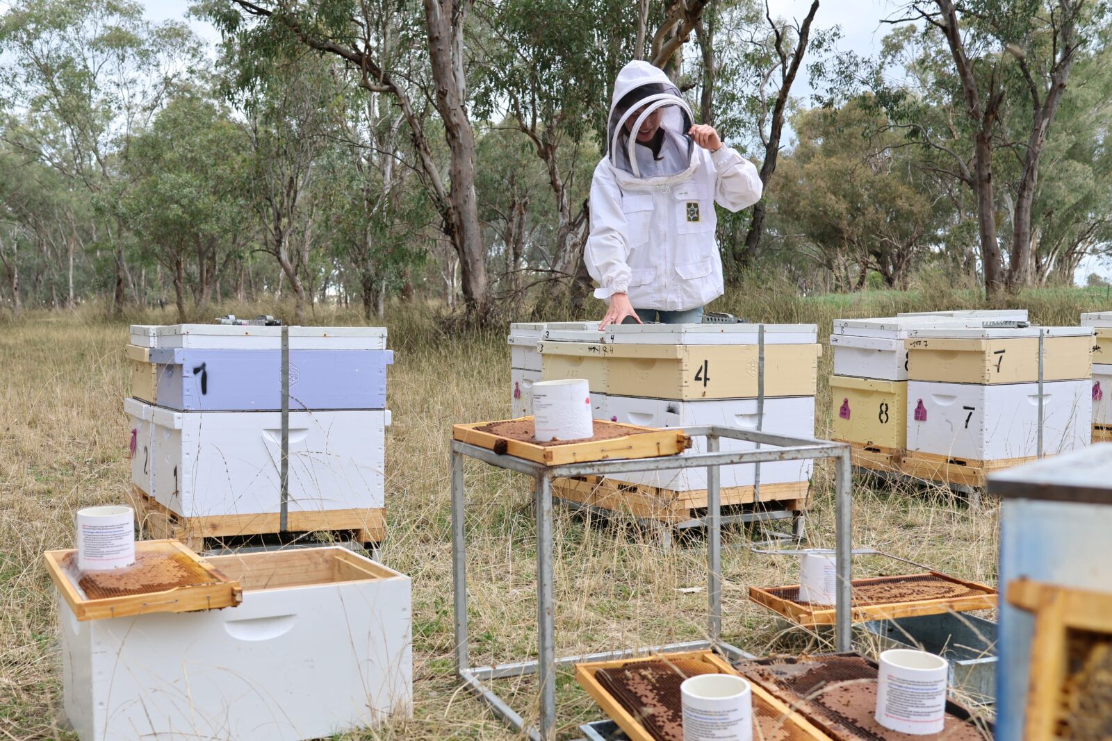 Beekeeper in protective gear tending numbered beehives in a grassy field with trees.