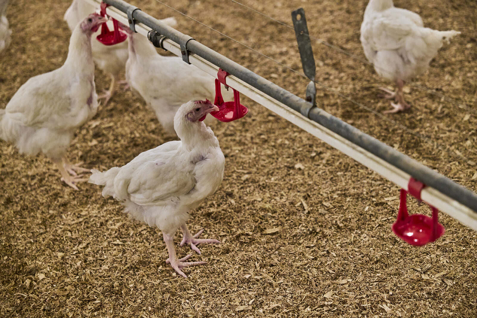 Chicken at rearing-farm.jpg