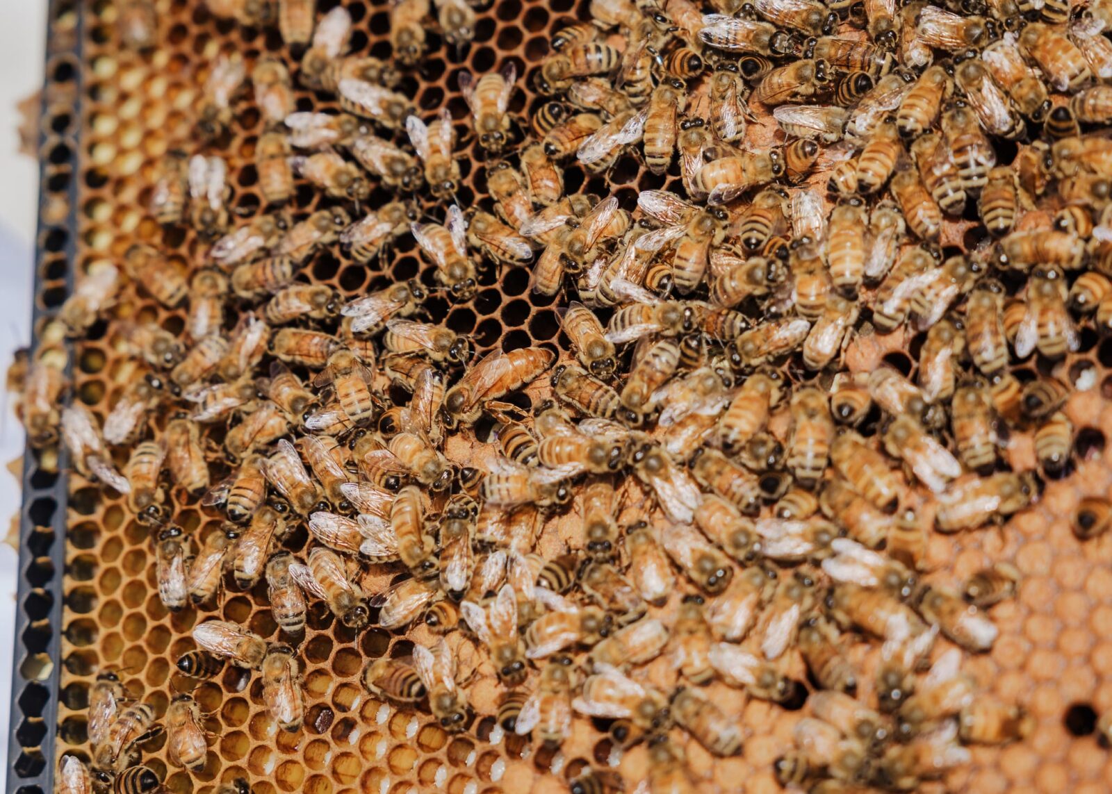Close-up view of a honeycomb frame covered with numerous honeybees, showing hexagonal wax cells and active bees clustered together.